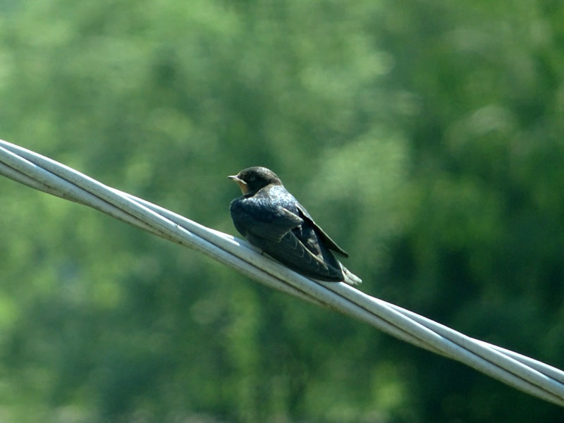 piccoli di rondine ? s, giovani di Hirundo rustica